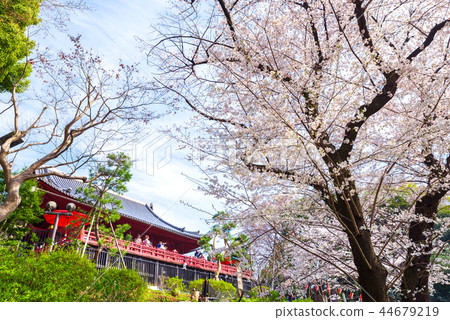 Ueno Onshi Park Spring Cherry blossoms in full bloom (Taito-ku, Tokyo) March 2018 Ueno Onshi Park Spring Cherry blossoms in full bloom (Taito-ku, Tokyo) March 2018 44679219