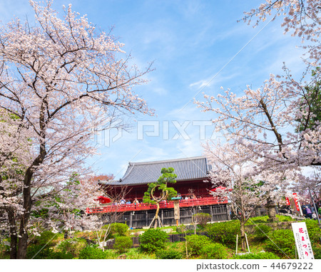 Ueno Onshi Park春天盛開的櫻花（東京都台東區）2018年3月 44679222