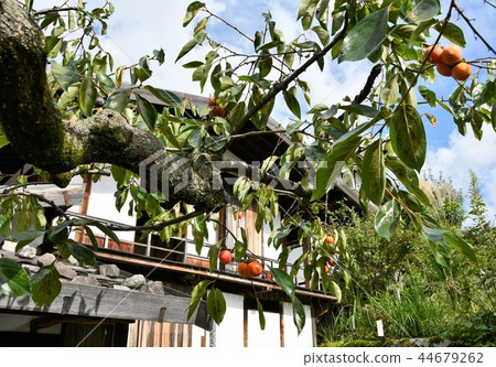 Kishoji在初秋 44679262