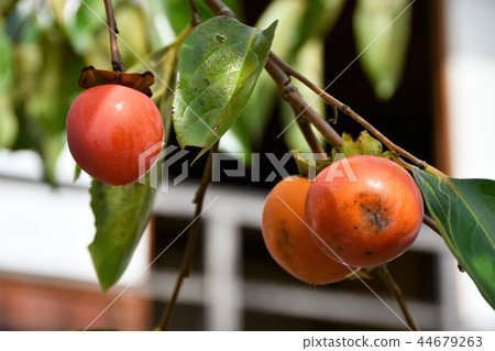 Kishoji在初秋 Kishoji在初秋 44679263