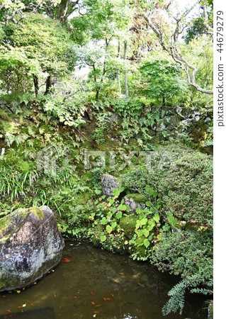 Kishoji在初秋 44679279