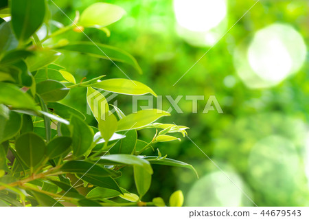green leaves green bokeh background in sunny day 44679543