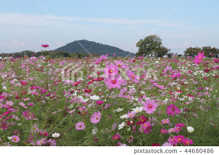 Fujiwara Palace ruins cosmos field 44680486
