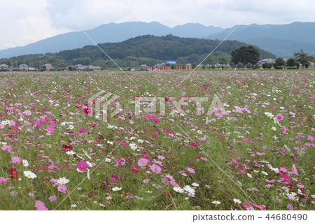 Fujiwara Palace ruins cosmos field Fujiwara Palace ruins cosmos field 44680490