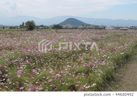 Fujiwara Palace ruins cosmos field 44680492