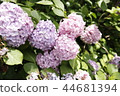 hydrangea 44681394