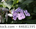 Wildflower 44681395