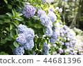 hydrangea 44681396