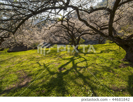Plum beautiful garden in the sun 44681842