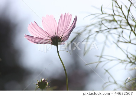  宇宙領域 44682567