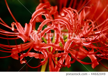 普通話花,孤挺花,Hozoin 普通話花,孤挺花,Hozoin 44682849
