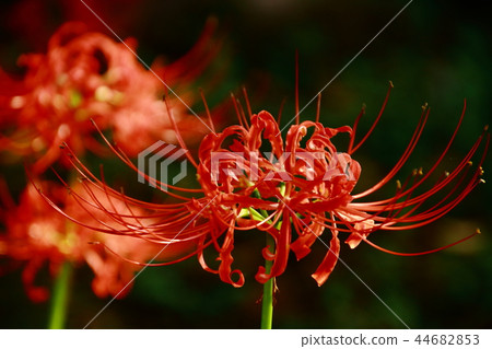 普通話花,孤挺花,Hozoin 普通話花,孤挺花,Hozoin 44682853