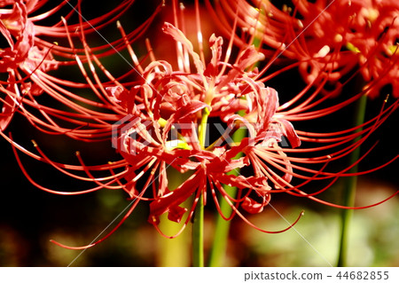 Mandarin flower, cluster amaryllis, Hozoin Mandarin flower, cluster amaryllis, Hozoin 44682855