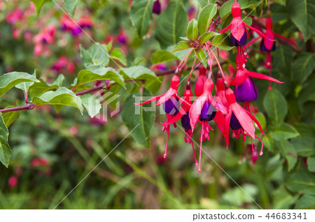 red flower under the sunlight red flower under the sunlight 44683341