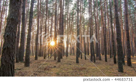 Pine forest with the last of the sun shining through the trees timelapse. Pine forest with the last of the sun shining through the trees timelapse. 44683731