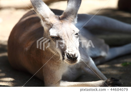 Kangaroo 44684079