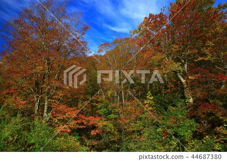 Autumn leaves on Onuma 44687380