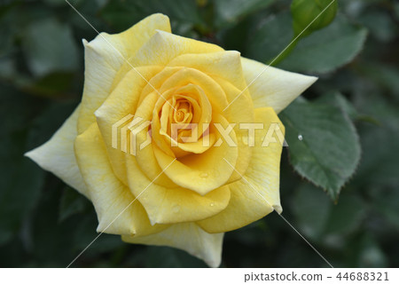 Roses (sun-flare) Roses (sun-flare) 44688321