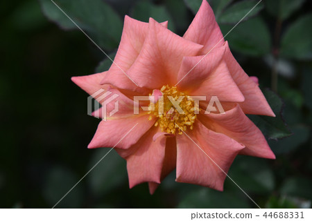 玫瑰（巧克力菲奧雷） 44688331