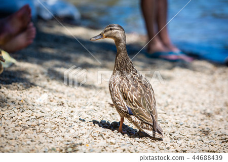 Mother goose along the people at the beach Mother goose along the people at the beach 44688439