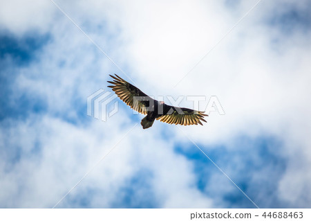 Birds of prey flying vulture blue sky 44688463