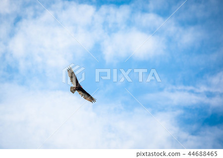 Birds of prey flying vulture blue sky 44688465