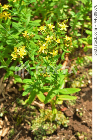 Plants: Otocillaceae Plants: Otocillaceae 44689076