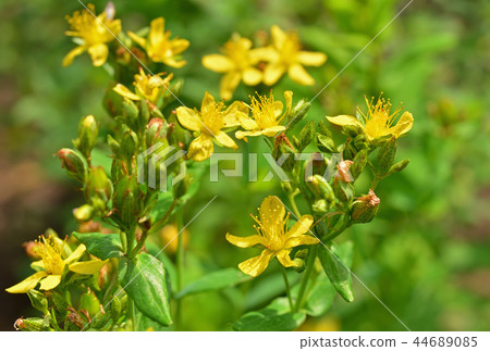 Plants: Otocillaceae Plants: Otocillaceae 44689085