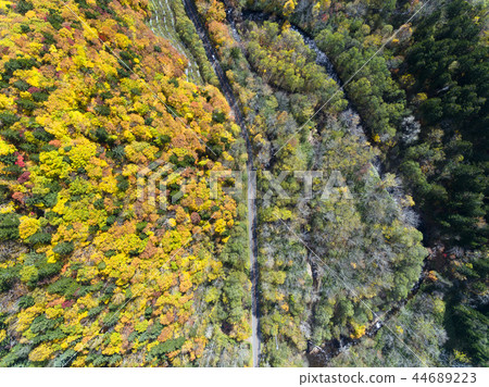 秋天的樹葉在森林和道路(綾香誠) 秋天的樹葉在森林和道路(綾香誠) 44689223