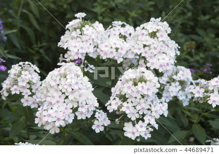 Garden phlox flowers Garden phlox flowers 44689471
