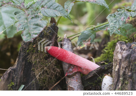 Mushrooms (Mutinus ravenelii) Mushrooms (Mutinus ravenelii) 44689523