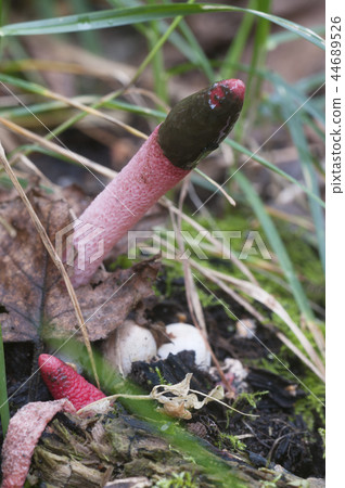 Mushrooms (Mutinus ravenelii) Mushrooms (Mutinus ravenelii) 44689526