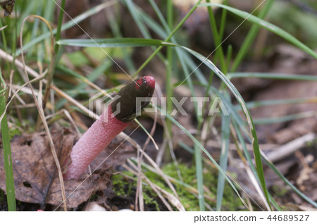 Mushrooms (Mutinus ravenelii) Mushrooms (Mutinus ravenelii) 44689527