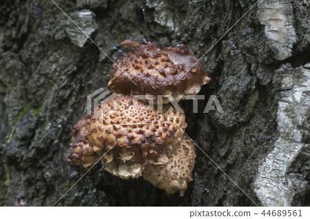 Pholiota squarrosa mushroom Pholiota squarrosa mushroom 44689561