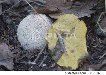 Phallus impudicus (common stinkhorn) mushroom Phallus impudicus (common stinkhorn) mushroom 44689615