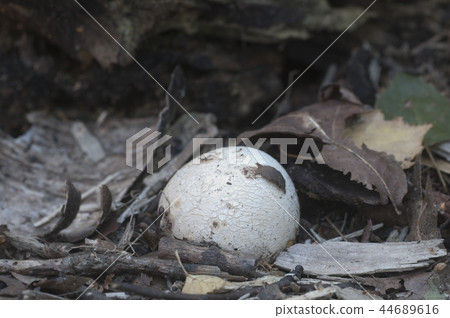 Phallus impudicus (common stinkhorn) mushroom 44689616