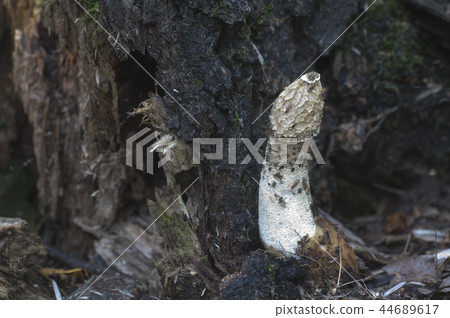 Phallus impudicus (common stinkhorn) mushroom Phallus impudicus (common stinkhorn) mushroom 44689617