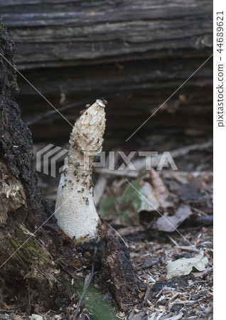 Phallus impudicus (common stinkhorn) mushroom Phallus impudicus (common stinkhorn) mushroom 44689621