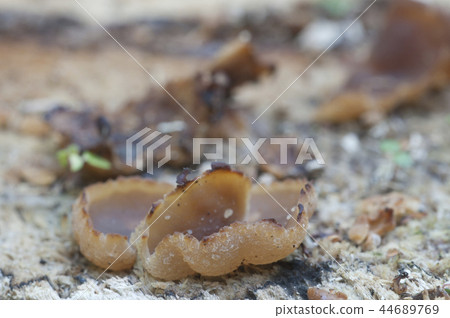 Peziza varia 44689769