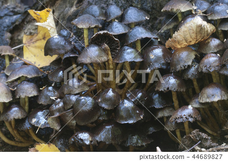 Rotting Hypholoma lateritium on a stump 44689827