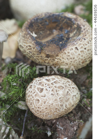 Common earthball mushroom 44689856