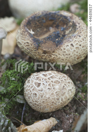 Common earthball mushroom Common earthball mushroom 44689857