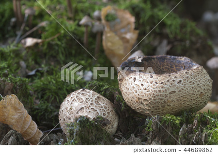 Common earthball mushroom 44689862