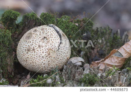 Common earthball mushroom 44689873