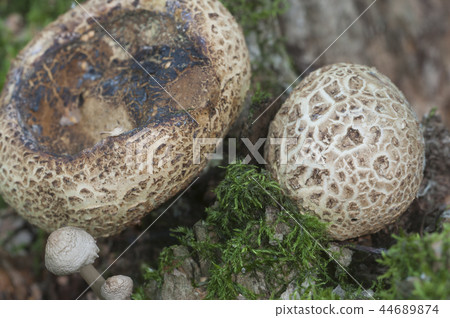 Common earthball mushroom 44689874