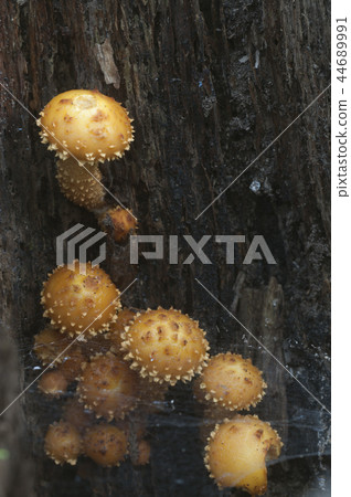 Pholiota aurivella mushroom 44689991