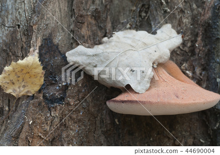 Pycnoporus cinnabarinus (cinnabar polypore) 44690004