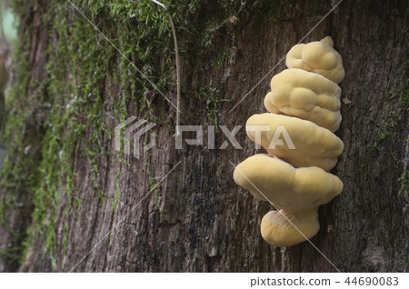 Chicken of the woods (Laetiporus sulphureus) Chicken of the woods (Laetiporus sulphureus) 44690083