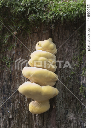 Chicken of the woods (Laetiporus sulphureus) Chicken of the woods (Laetiporus sulphureus) 44690085