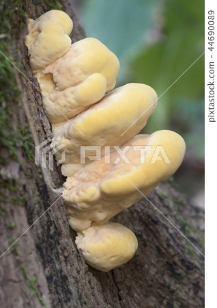 Chicken of the woods (Laetiporus sulphureus) Chicken of the woods (Laetiporus sulphureus) 44690089